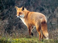 Vulpes vulpes 159, Vos, Saxifraga-Bart Vastenhouw