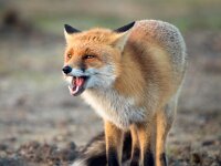 Vulpes vulpes 170, Vos, Saxifraga-Bart Vastenhouw.