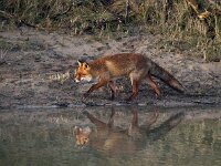 Vulpes vulpes 174, Vos, Saxifraga-Bart Vastenhouw.