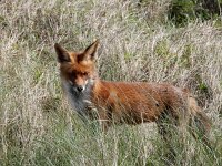 Vulpes vulpes 197, Vos, Saxifraga-Ed Stikvoort : Meijendel