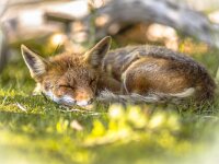 Red Fox sleeping in shade  Red fox (Vulpes vulpes) portrait with bright green background. This beautiful wild animal of the wilderness. Sleeping and resting in shade of bush : Netherlands, amsterdam, amsterdamse, animal, beautiful, camera, carnivore, clever, closeup, colorful, crafty, cunning, cute, europe, eye, face, fauna, forest, fox, foxes, fur, grass, green, look, looking, mammal, nature, naughty, one, portrait, predator, prowling, red, relax, rest, resting, sleep, sleeping, sly, spring, stare, summer, vulpes, waterleidingduinen, white, wild, wildlife, wolf