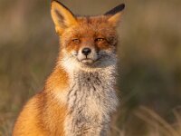 Red fox (Vulpes vulpes) basking in the sun  Portrait of a red fox (Vulpes vulpes) basking in the sun in natural environment of the Amsterdamse waterleidingduinen : Amsterdamse waterleidingduinen, Europe, The Netherlands, adult, afternoon, animal, autumn, basking, behavior, coniferous forest, day, deciduous forest, fall, farmland, fauna, forest, front view, full length, fur, grass, grassland, hair, head, least concern, looking, looking at camera, low angle view, mammal, mountain, mountain meadow, november, one animal, posing, profile, resting, scrubland, shrubland, side view, sitting, underside, vegetation, watching, waterleidingduinen, worm's-eye view