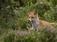 Vos  Vos in kroondomein