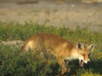 Vulpes vulpes 34, Vos, Saxifraga-Piet Munsterman