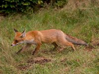 Vos  Vos in kroondomein