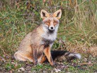 Vulpes vulpes 99, Vos, Saxifraga-Bart Vastenhouw