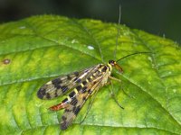 Panorpa spec #08288 : Panorpidae, Schorpioenvlieg, female