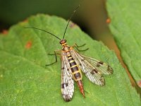 Panorpa cognata : Panorpa cognata, Schorpioenvlieg, female