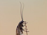 Megaloptera, Grootvleugeligen