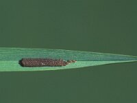 Sialis lutaria 8, Elzenvlieg, eggs, Saxifraga-Frits Bink