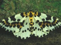 Abraxas grossulariata, Magpie