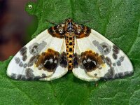 176_03, Abraxas sylvata : Porseleinvlinder, Abraxas sylvata