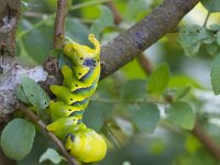Acherontia atropos 15, Doodshoofdvlinder, Saxifraga-Jan Nijendijk