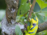 Acherontia atropos 17, Doodshoofdvlinder, Saxifraga-Jan Nijendijk