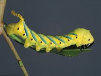 Acherontia atropos 3, Doodshoofdvlinder, caterpillar, Saxifraga-Frits Bink