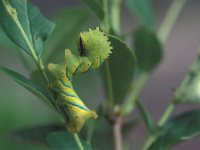 Acherontia atropos 4, Doodshoofdvlinder, caterpillar, Vlinderstichting-Nely Honig