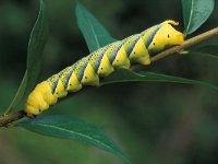 Acherontia atropos 5, Doodshoofdvlinder, caterpillar, Saxifraga-Frits Bink