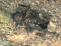 Acherontia atropos 9, Doodshoofdvlinder, Saxifraga-Frits Bink