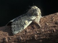 Achlya flavicornis 3, Lente-orvlinder, Vlinderstichting-Nely Honig