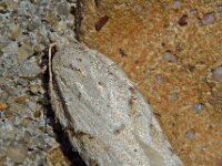 Acleris logiana D0135  Acleris logiana, witte boogbladroller Hardenberg op 5 maart 2013 : Naar Naturalis itzt, Naar Microlepidoptera tzt