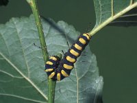 Acronicta alni, Elzenuil, caterpillar, Saxifraga-Frits Bink