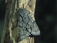 Acronicta psi 4, Psi-uil, Vlinderstichting-Nely Honig