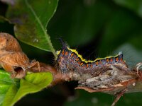 Acronicta psi 6, Psi-uil, Saxifraga-Luc Hoogenstein : Lunetten