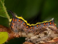 Acronicta psi 7, Psi-uil, Saxifraga-Luc Hoogenstein : Lunetten