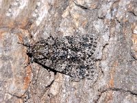 Acronicta rumicis 5, Zuringuil, Saxifraga-Peter Gergely