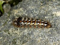 Acronicta rumicis 6, Zuringuil, Saxifraga-Peter Gergely