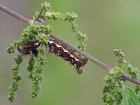 Acronicta rumicis 9, Zuringuil, Saxifraga-Tom Heijnen