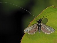 Adela reaumurella 7, Smaragdlangsprietmot, male, Saxifraga-Ab H Baas