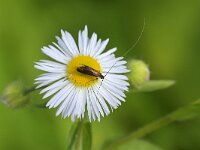 Adela violella 2, Hertshooilangsprietmot, Saxifraga-Tom Heijnen