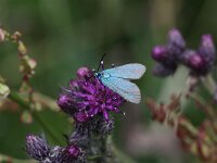 Adscita statices 11, Metaalvlinder, Saxifraga-Peter Meininger