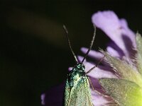 Adscita statices 12, Metaalvlinder, Saxifraga-Rutger Barendse