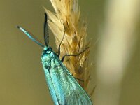 Metaalvlinder - Adscita statices  Metaalvlinder - Adscita statices [#Beginning of Shooting Data Section] Nikon D100  Focal Length: 250mm White Balance: Auto Color Mode: Mode III (sRGB) 2006/07/10 09:49:11.9 Exposure Mode: Aperture Priority AF Mode: Manual Hue Adjustment: 0° JPEG (8-bit) Fine Metering Mode: Spot Tone Comp: Normal Sharpening: Normal Image Size:  Large (3008 x 2000) 1/750 sec - f/7.1 Flash Sync Mode: Not Attached Noise Reduction: OFF Exposure Comp.: 0 EV Image Comment:                                      [#End of Shooting Data Section]