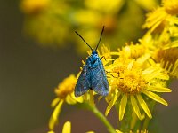 Adscita statices 22, Metaalvlinder, Saxifraga-Gerard de Jong : Adscita statices, Insect, Macro, Metaalvlinder, Overig, nachtvlinder