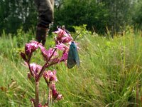 Adscita statices 23, Metaalvlinder, Saxifraga-Hans Grotenhuis