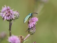 Adscita statices 6, Metaalvlinder, Saxifraga-Jaap Schelvis