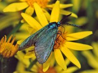 Adscita statices 8, Metaalvlinder, Vlinderstichting-Ab H Baas