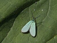 Adscita statices 9, Metaalvlinder, Saxifraga-Marijke Verhagen