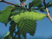 Aglia tau 1, Tauvlinder, caterpillar, Saxifraga-Frits Bink