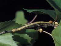 Agriopis aurantiaria 1, Najaarsspanner, caterpillar, Vlinderstichting-Nely Honig