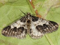 Agriopis leucophaearia 03 #41769 : Agriopis leucophaearia, Spring Usher, Kleine voorjaarsspanner