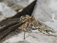 Agriopis leucophaearia 01 #41601 : Agriopis leucophaearia, Spring Usher, Kleine voorjaarsspanner