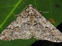 Agriopis leucophaearia #46114 : Agriopis leucophaearia, Spring Usher, Kleine voorjaarsspanner