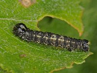 Agriopis leucophaearia 2, Kleine voorjaarsspanner, Saxifraga-Ab H Baas