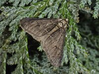 Agriopis leucophaearia #41585 : Agriopis leucophaearia, Spring Usher, Kleine voorjaarsspanner