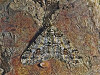 287_03A, Agriopis leucophae : Agriopis leucophaearia, Spring Usher, Kleine voorjaarsspanner