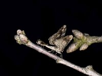 Agriopis leucophaearia 25, Kleine voorjaarsspanner, Saxifraga-Peter Gergely